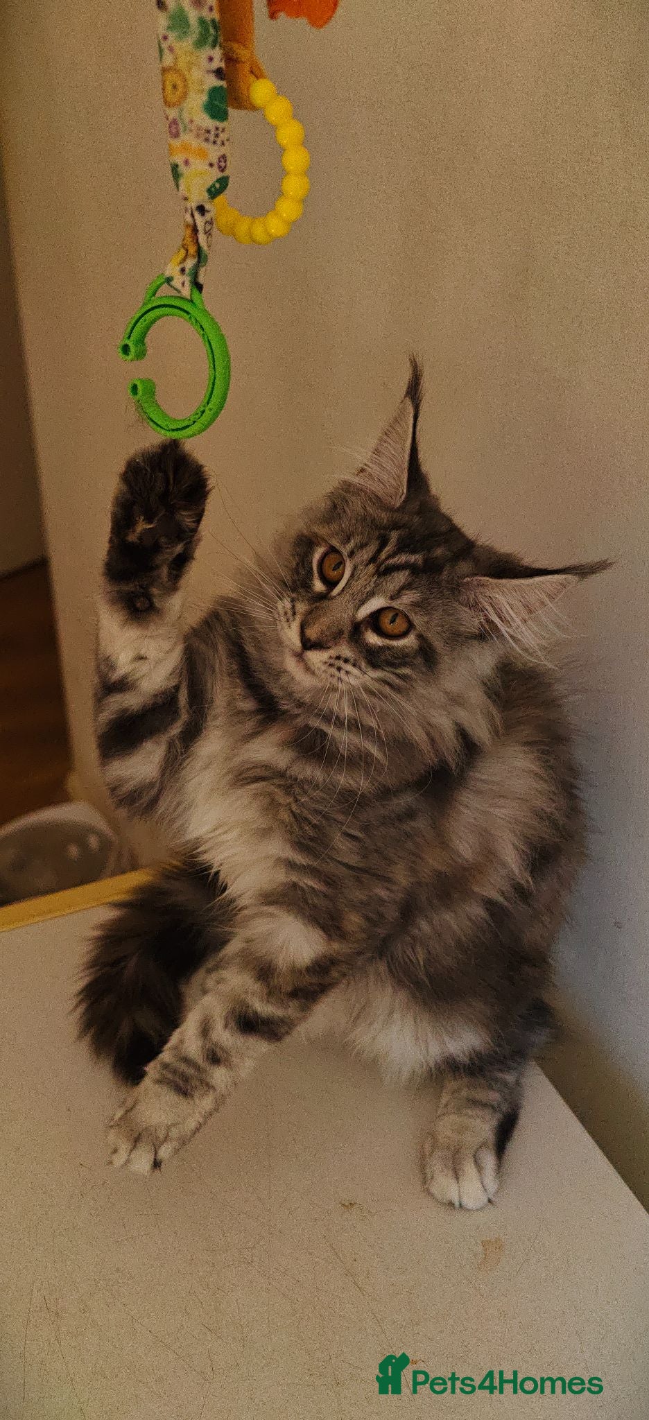 Maine Coon cats Champion Blood Line  Purebred Mainecoon LAST ONE - Advert 3