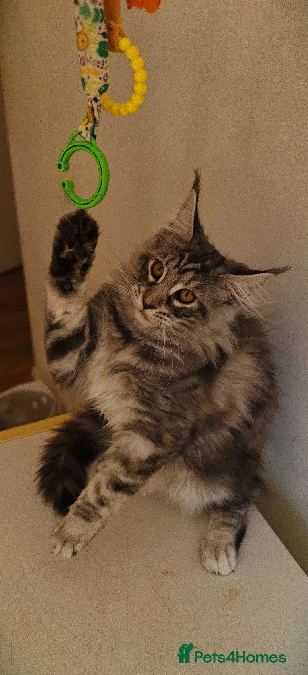 Maine Coon cats for sale: Champion Blood Line  Purebred Mainecoon LAST ONE - Advert 1