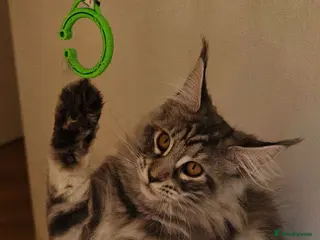 Maine Coon cats Champion Blood Line Purebred Mainecoon LAST ONE - Advert 15