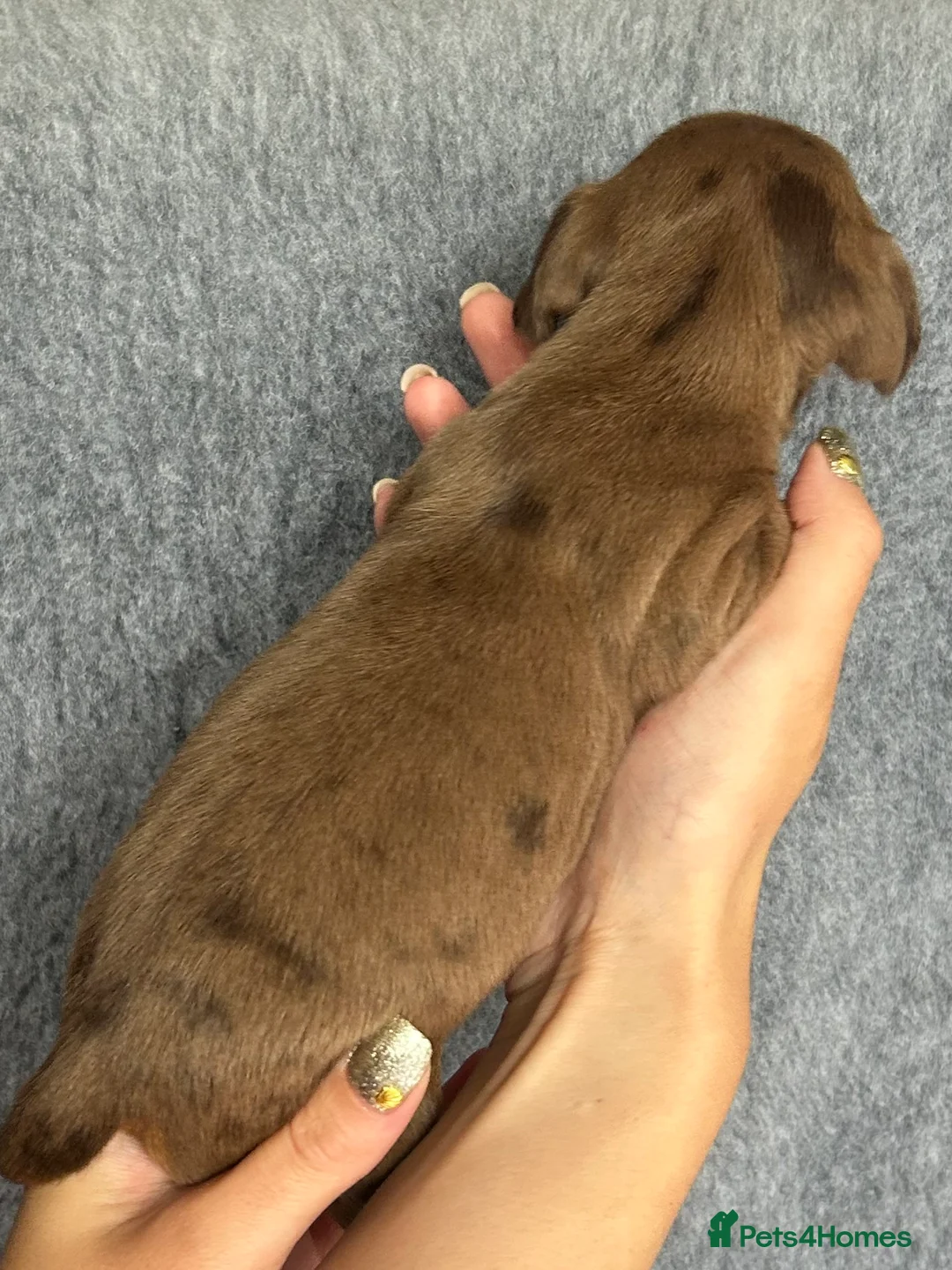 Dachshund dogs for sale: Beautiful litter of standard Dachshund  - Advert 39