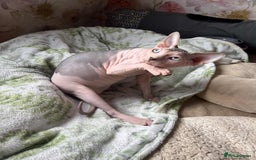 Sphynx cats for sale: 4 Beautiful sphynx kittens available - Image 6
