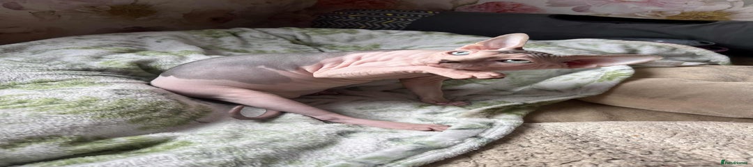 Sphynx Kitten 2
