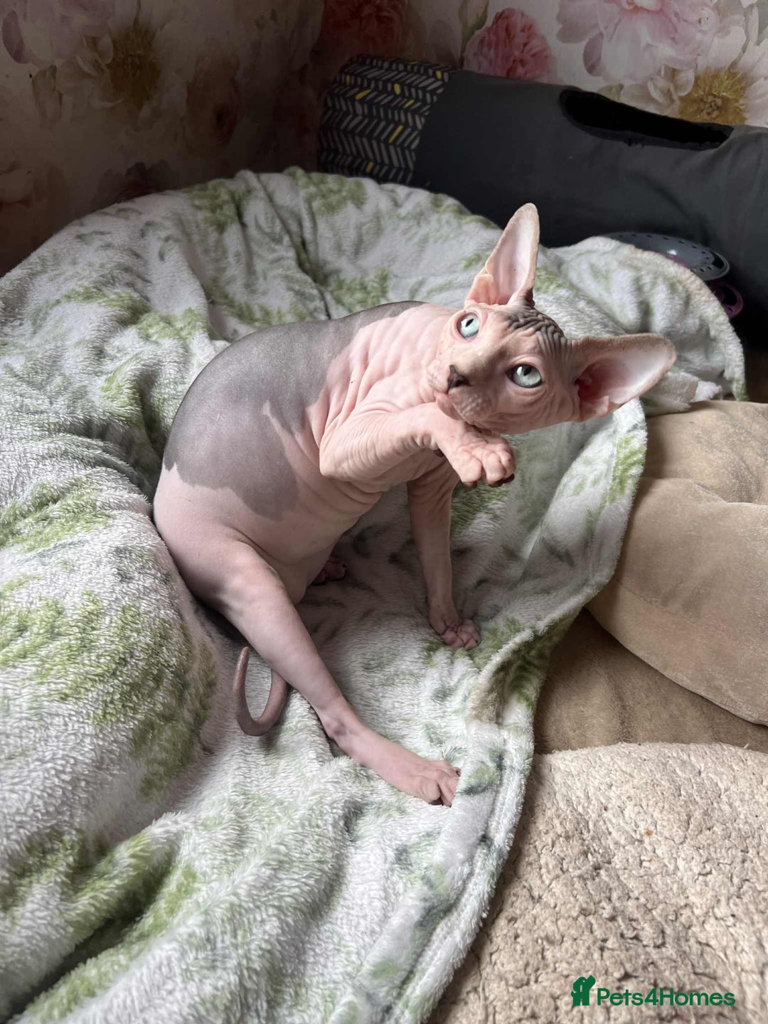 Sphynx cats for sale: 4 Beautiful sphynx kittens available - Image 6