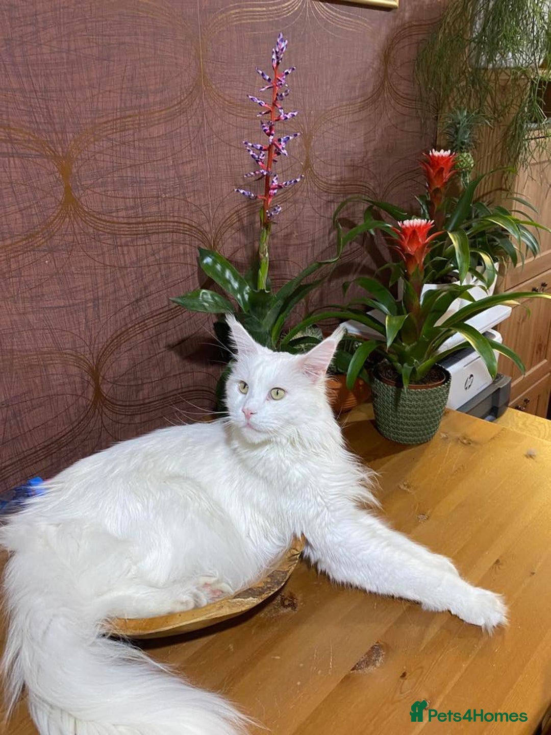 Maine Coon cats for sale: Beautiful White Maine Coon Male 6 Years Old £830  - Advert 4