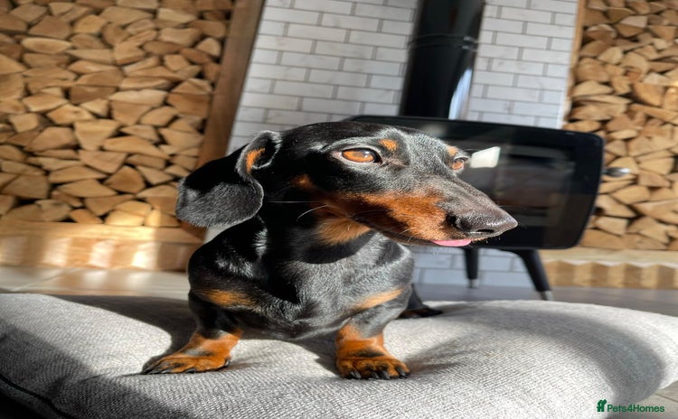 Miniature Dachshund dogs - Advert 2