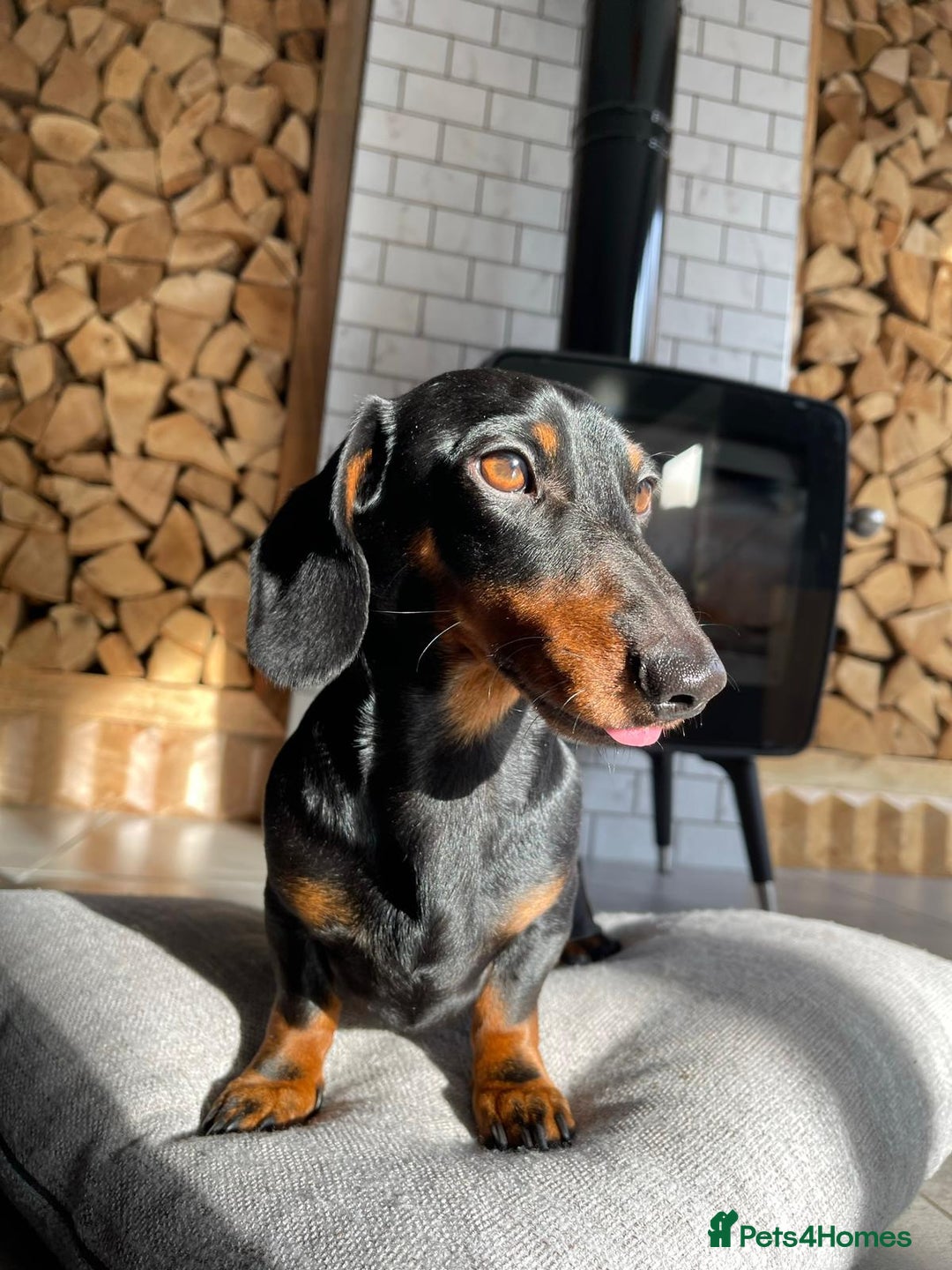 Miniature Dachshund dogs for stud: True Miniature Dachshund for stud only - Image 1