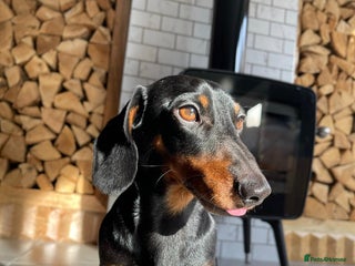 Miniature Dachshund dogs - Advert 18