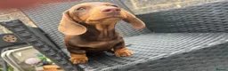 Miniature Dachshund dogs for sale: Beautiful Miniature Dachshund KC Registered  in Brentwood - Advert 5
