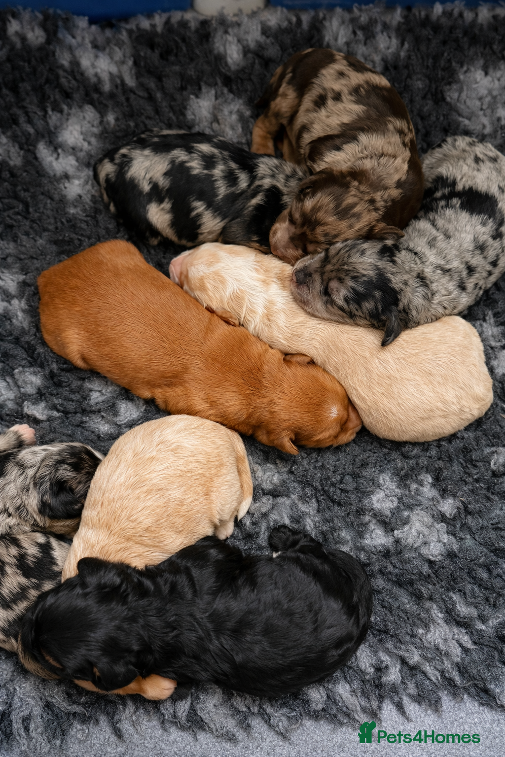 Australian Labradoodle dogs AUSTRALIAN LABRADOODLE PUPPIES - Advert 5