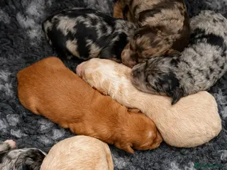 Australian Labradoodle dogs AUSTRALIAN LABRADOODLE PUPPIES - Advert 5