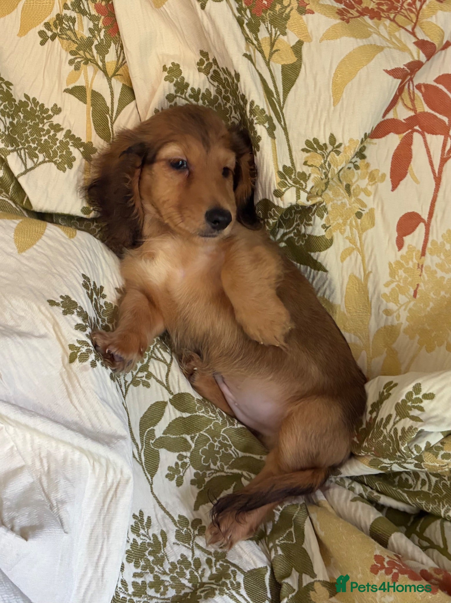Miniature Dachshund dogs GORGEOUS KC reg PRA CLEAR MINI DACHSHUND PUPPIES - Advert 2