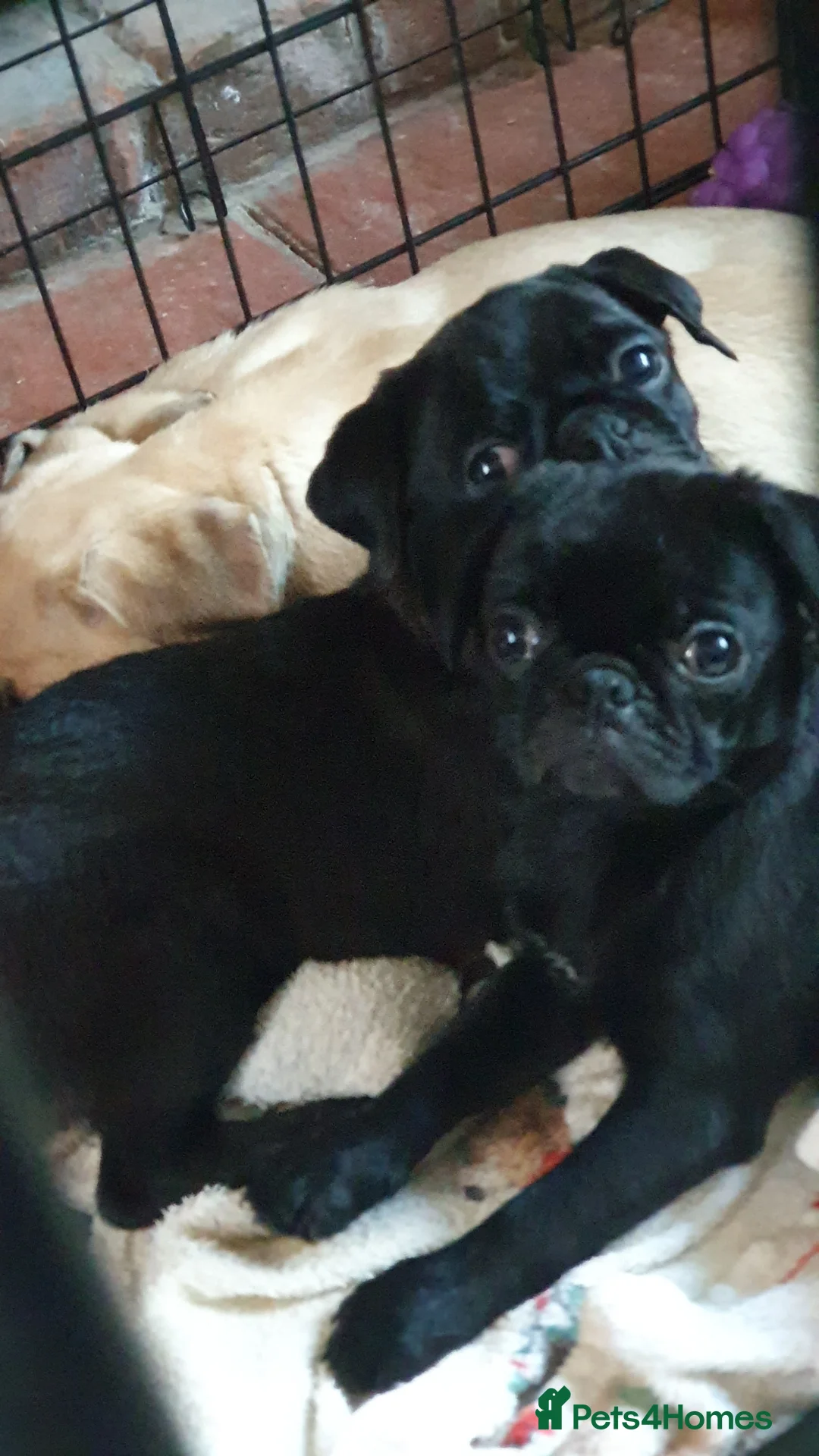 Puggle dogs for sale: Puggle puppies in Northwich - Advert 2