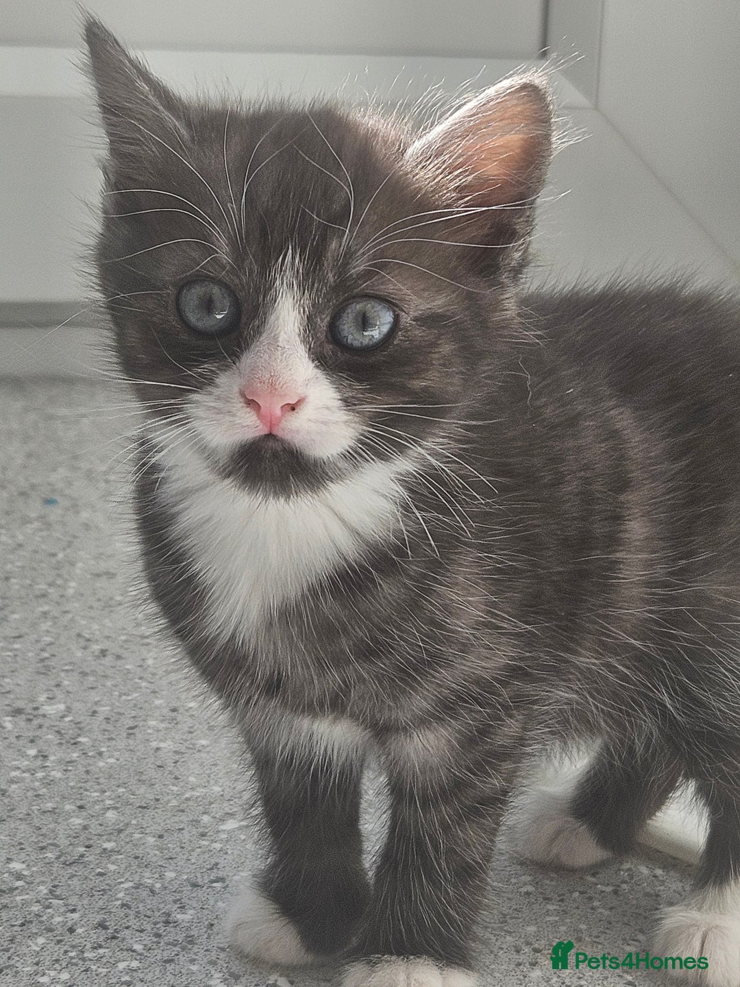 British Shorthair cats for sale: Lovely little British short haired kittens  - Image 6