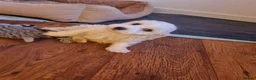 Bichon Frise dogs for sale: Bichon frise on sale - Advert 7