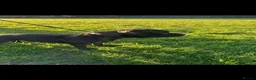 Staffordshire Bull Terrier dogs for sale: Black Kc Reg Staffordshire Bull Terrier female - Advert 10