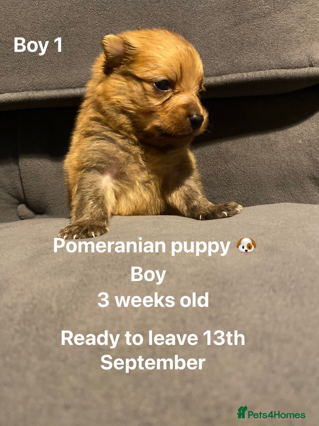 Pomeranian dogs for sale: Pomeranian pups available  - Image 12