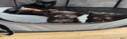 Mixed Breed cats for sale: Kittens For Sale  - Advert 11