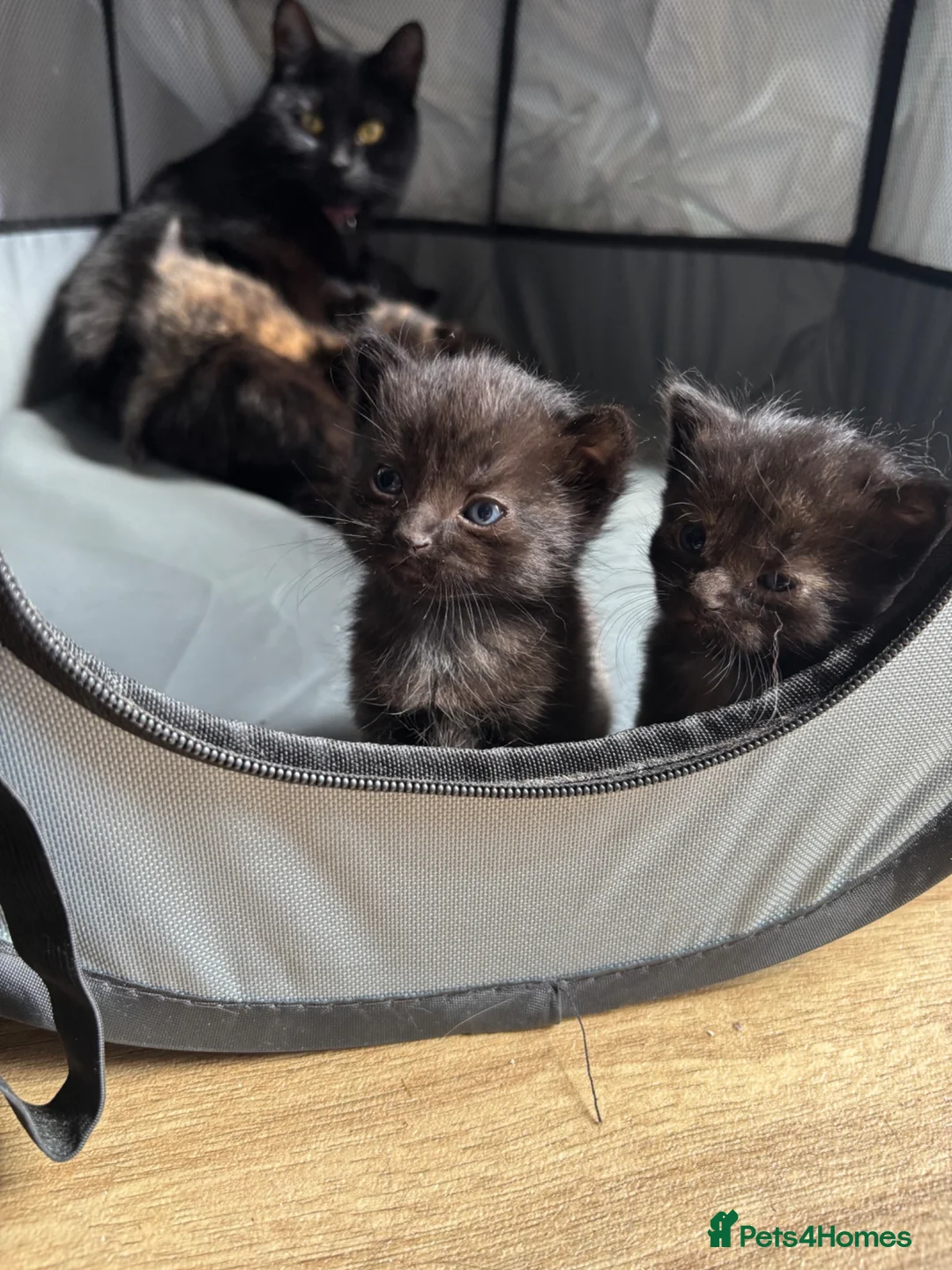 Mixed Breed cats for sale: Kittens For Sale  - Advert 11