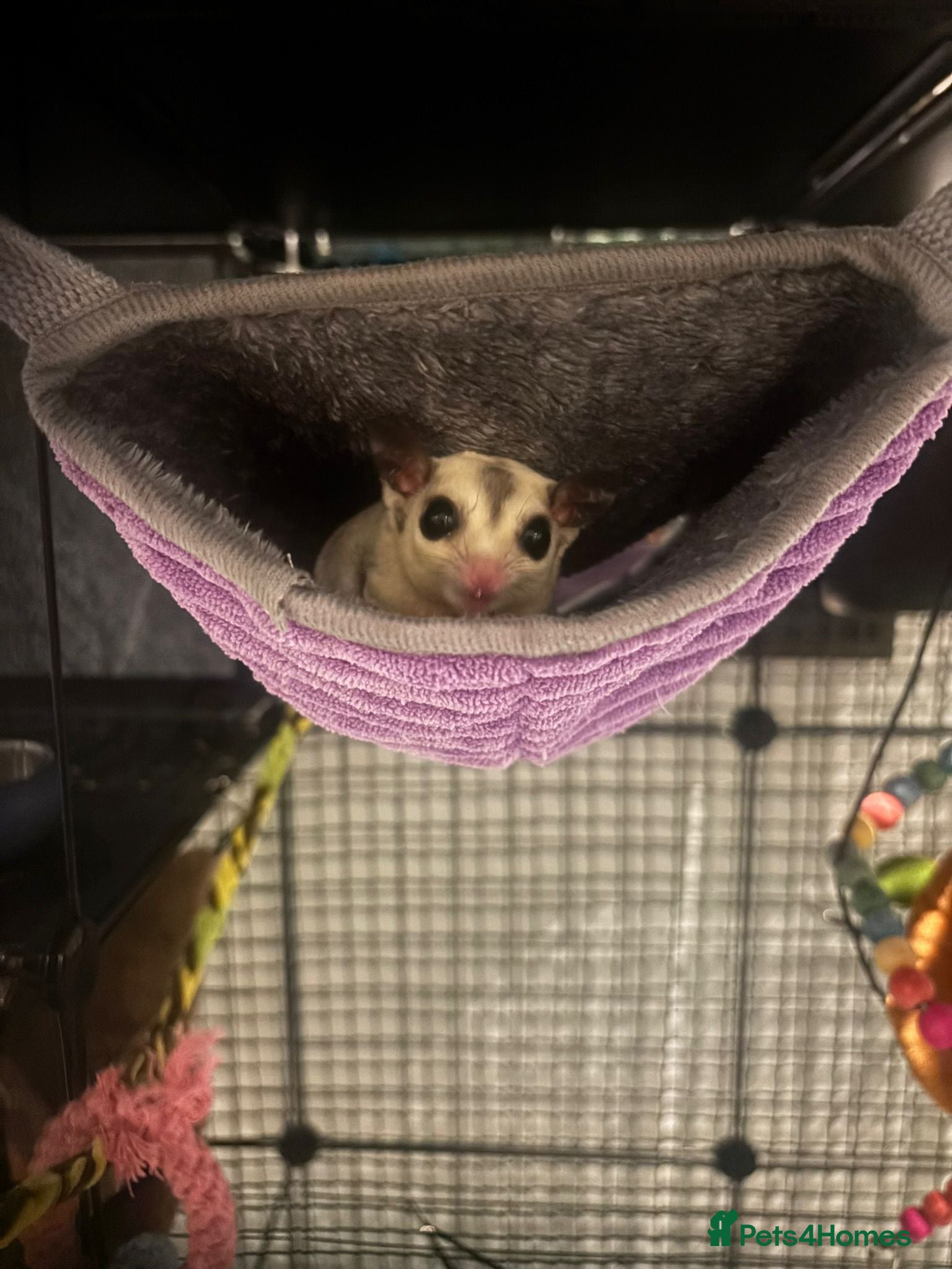 Sugar Glider rodents Breeding pair sugar gliders  - Advert 6