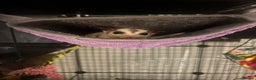 Sugar Glider rodents for sale: Breeding pair sugar gliders  - Advert 1