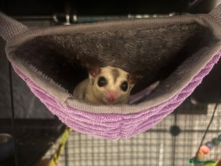 Sugar Glider rodents Breeding pair sugar gliders - Advert 2