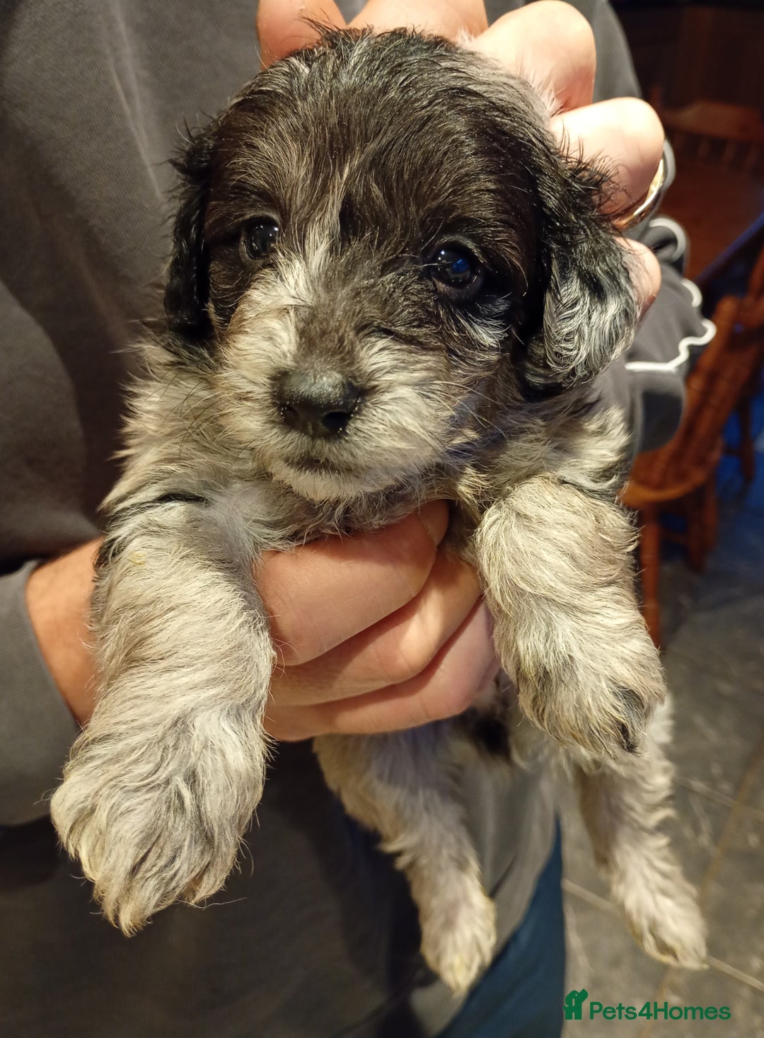 Mixed Breed dogs for sale: Beautiful pomapoo X puppies  - Image 10