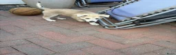 Mixed Breed dogs for sale: White Swiss shepherd cross wolf dog - Advert 7