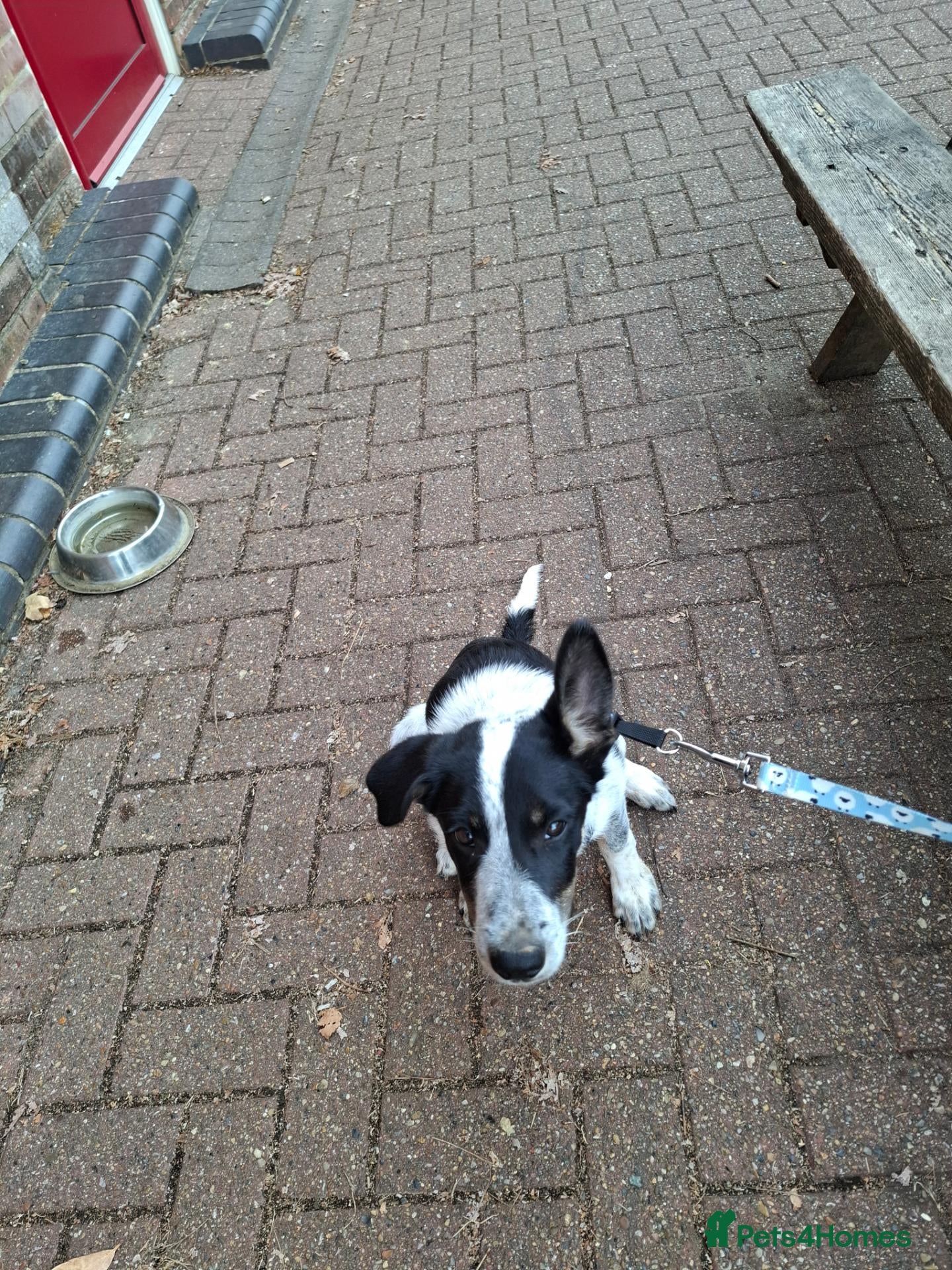 Border Collie dogs 4 month old border collie girl - Advert 1
