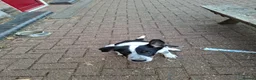 Border Collie dogs for sale: 4 month old border collie girl - Advert 1