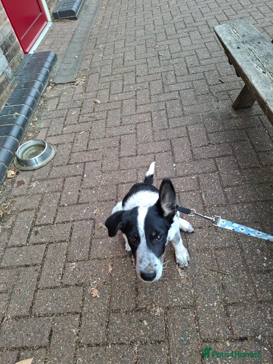 Border Collie dogs for sale: 4 month old border collie girl - Advert 1