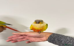 Budgerigars birds for sale: Two Baby handreared super tame conures  EACH - Image 5