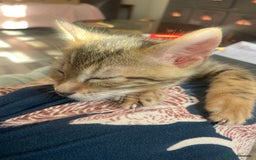 Bengal cats for sale: Cute and fluffy half Bengal kittens  - Image 24