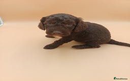 Australian Labradoodle dogs for sale: 🧡💚💙Unique Phantom &  Brown & Tuxedo 💙💚🧡 - Image 7
