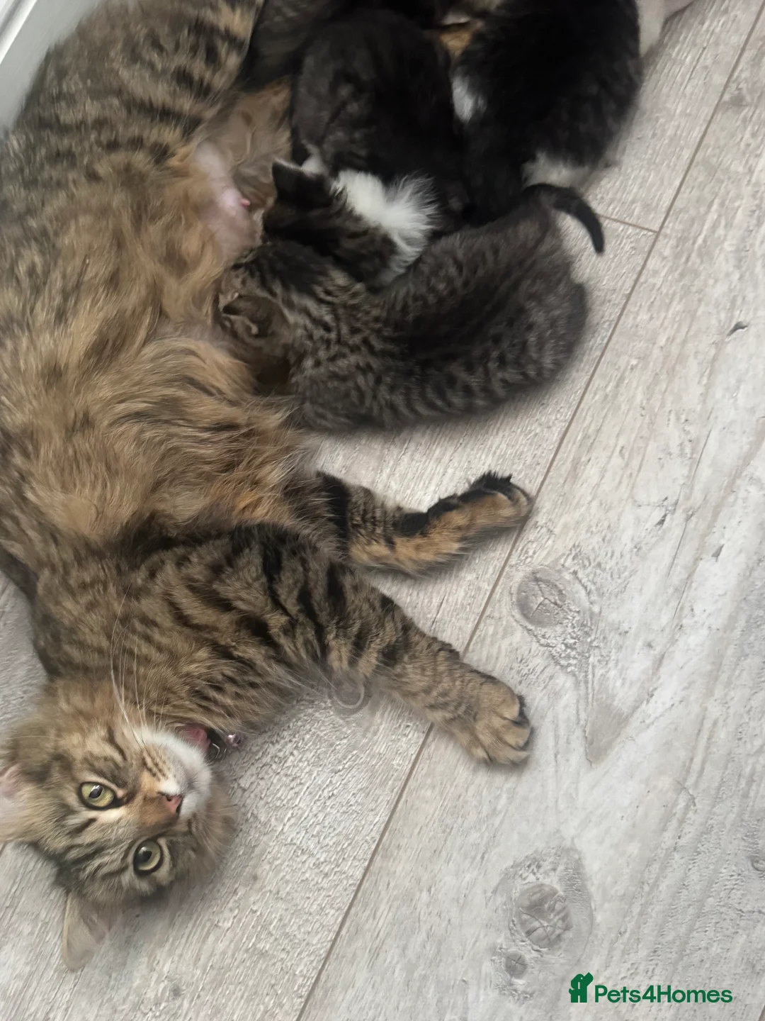 British Shorthair cats for sale: 5 Beautiful kittens Available in End If June  in Enfield - Advert 2