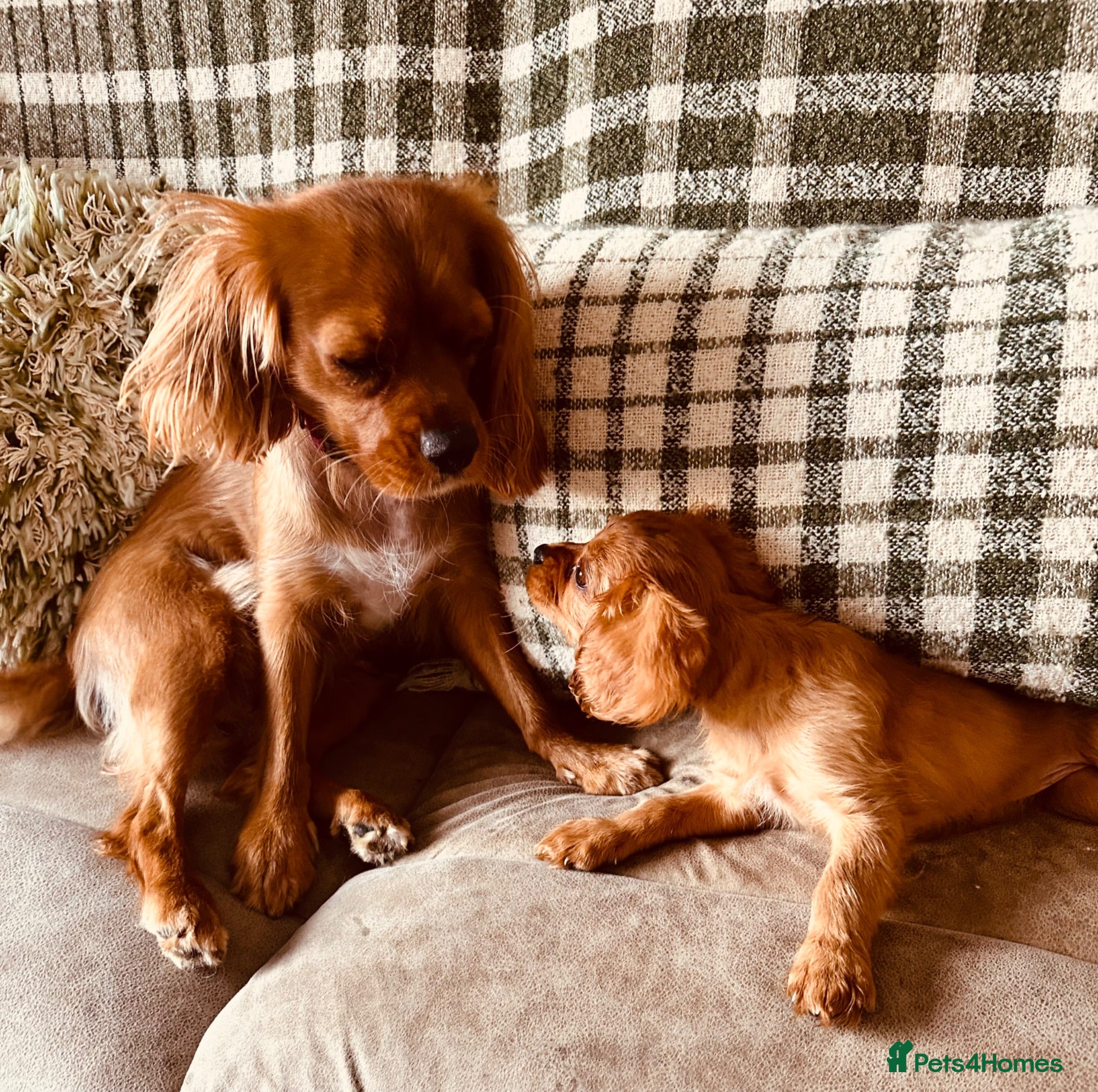 Cavalier King Charles Spaniel dogs 10 WEEKS TODAY 2 RUBY GIRLS LEFT  - Advert 5