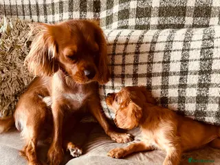 Cavalier King Charles Spaniel dogs 10 WEEKS TODAY 2 RUBY GIRLS LEFT - Advert 3