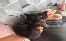 Mixed Breed cats for sale: 4 beautiful kittens  - Image 2