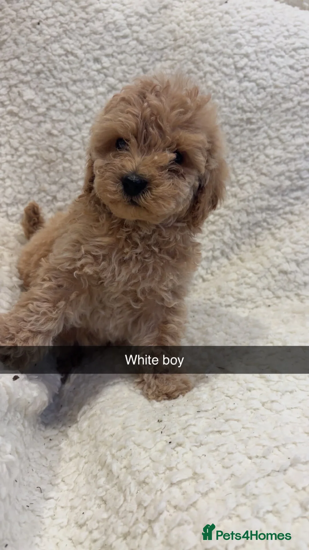 Yorkiepoo dogs for sale: Beautiful red yorkipoos - Advert 14