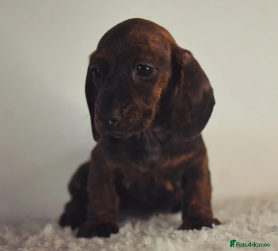 Miniature Dachshund dogs for stud: Kc reg IVDD screened pra clear mini smooth  in Newton Abbot - Advert 16