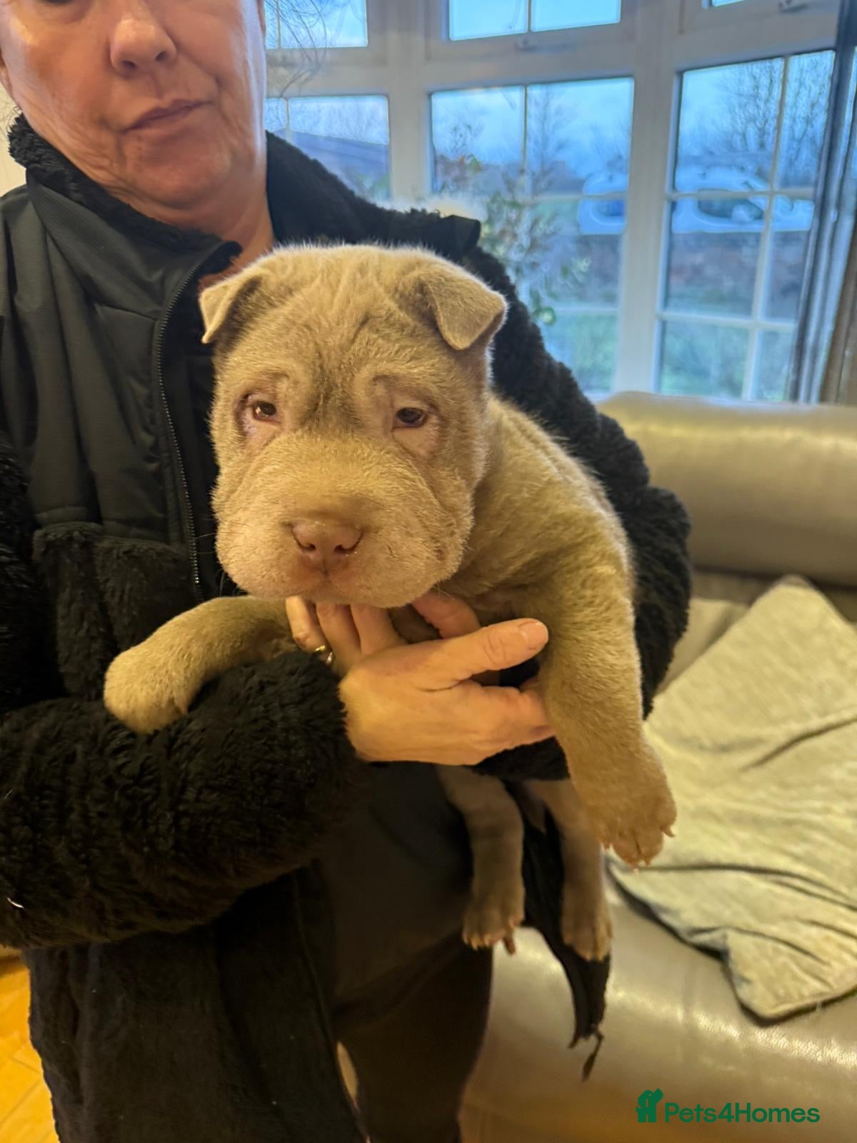 Shar Pei dogs ONLY 1 LEFT. KC LILAC BRUSH BOY - Advert 3