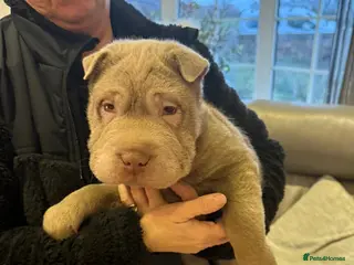 Shar Pei dogs ONLY 1 LEFT. KC LILAC BRUSH BOY - Advert 3