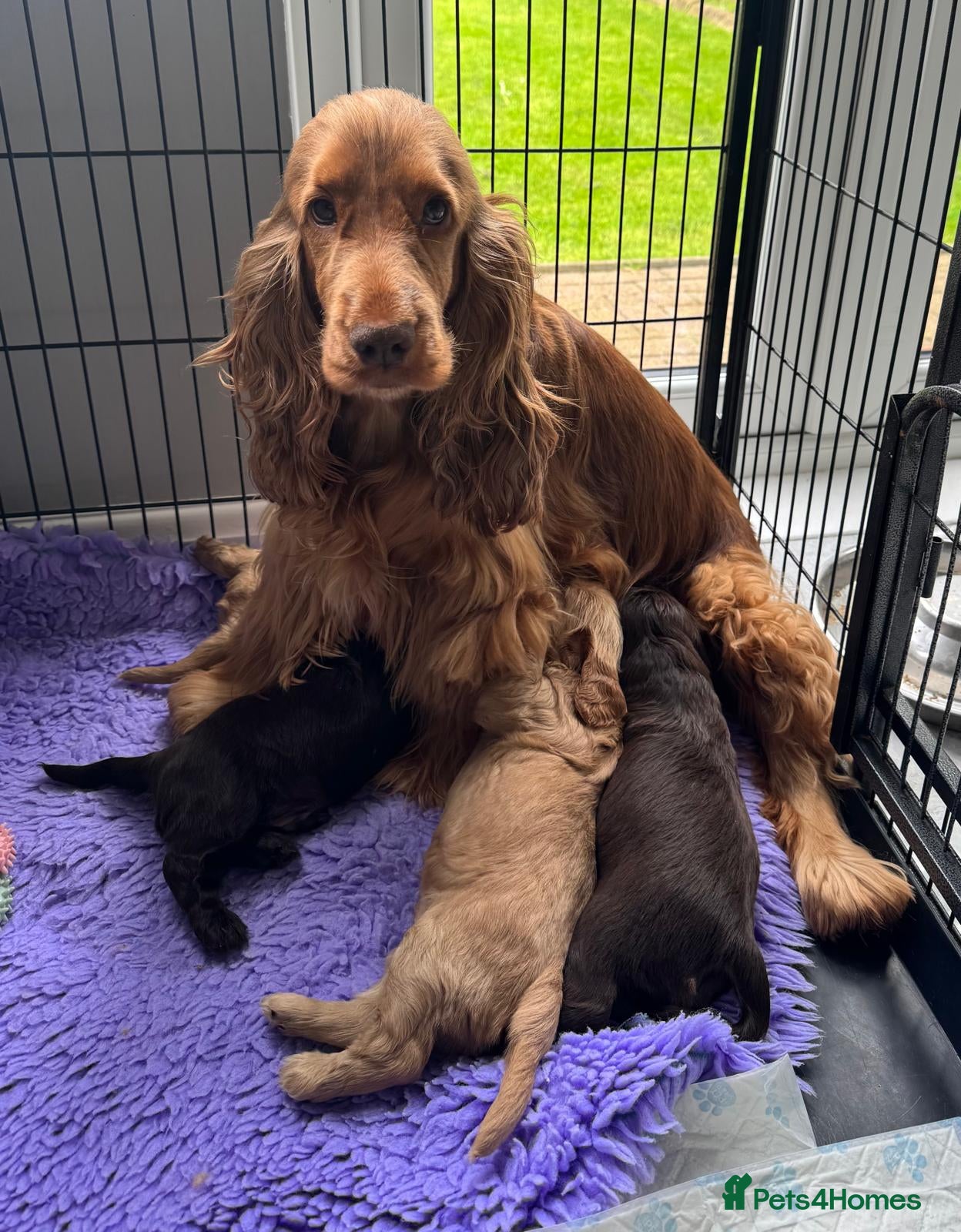 Cocker Spaniel dogs Quality TRUE Show Type Cockers - Advert 6