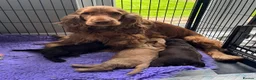 Cocker Spaniel dogs for sale: Quality TRUE Show Type Cockers - Advert 1