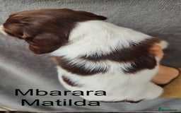 English Springer Spaniel dogs for sale: Highest Quality 8 DNA tested CLEAR KC reg puppies - Image 12