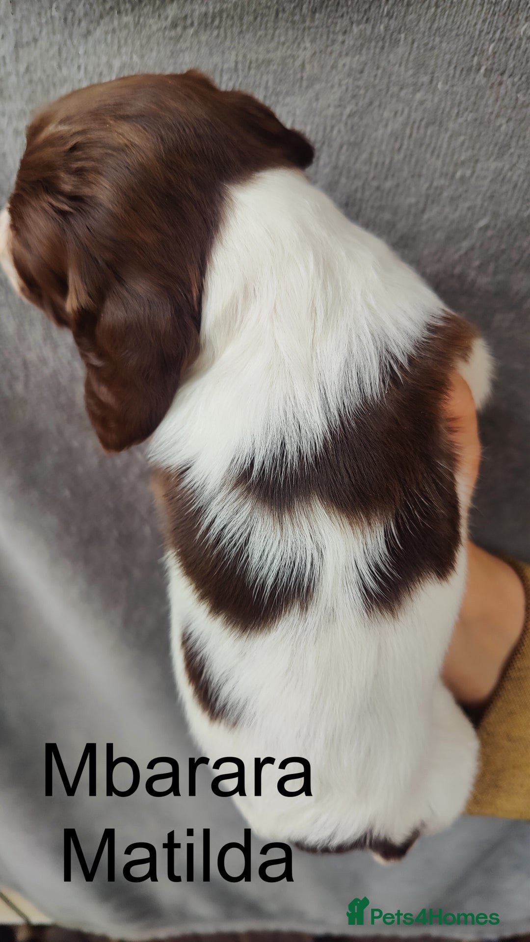English Springer Spaniel dogs for sale: Highest Quality 8 DNA tested CLEAR KC reg puppies - Image 12
