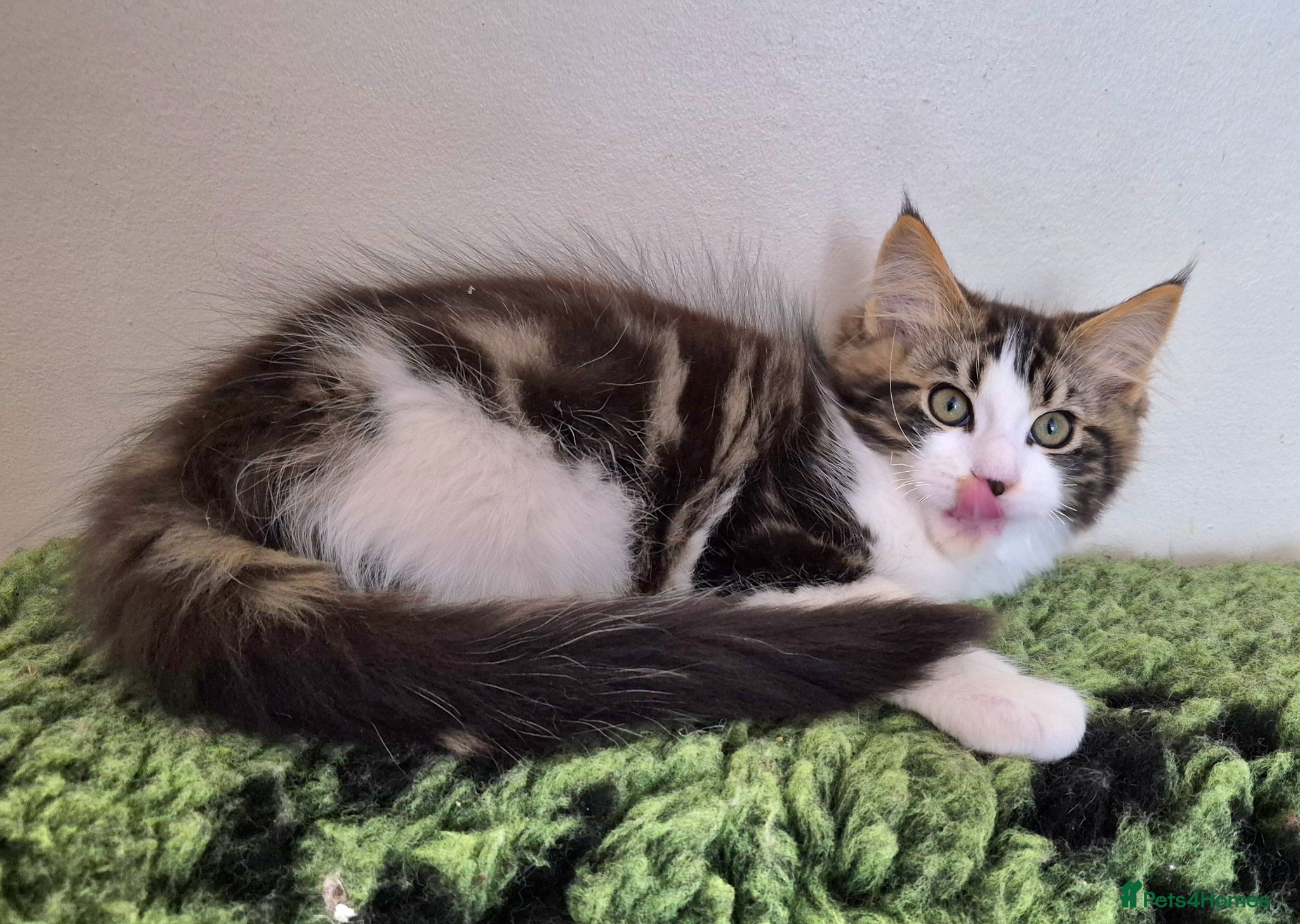 Ragcoon cats Confident Friendly Ragcoons Kittens  - Advert 2