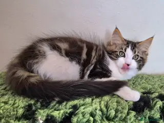 Ragcoon cats Confident Friendly Ragcoons Kittens - Advert 8