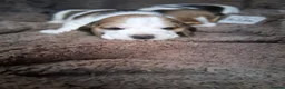 Beagle dogs for sale: Champion Tri-Color Beagles pups! in Doncaster - Advert 11