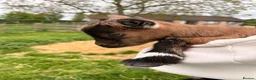 Goats livestock for sale: Pygmy goats  - Advert 8
