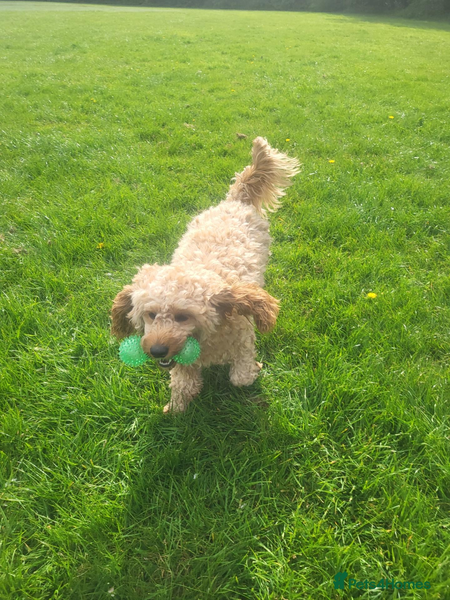 Cavapoo dogs Cavapo - Advert 1